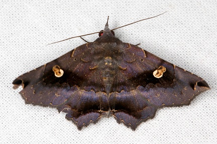 Euclystis manto cf  1 2