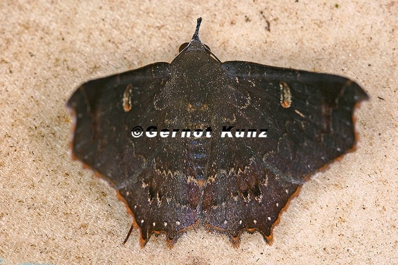 Euclystis sp  2 2