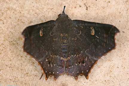 Euclystis sp  2 2