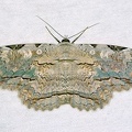 Thysania zenobia  Owl moth 3 2