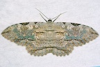 Thysania zenobia  Owl moth 3 2
