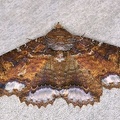 Zale lunata 1 2