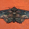 Zale peruncta 1 2