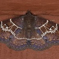 Antiblemma harmodia 3 2