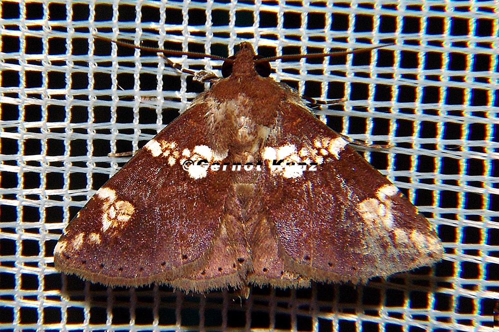Antiblemma sp  cf  12 2