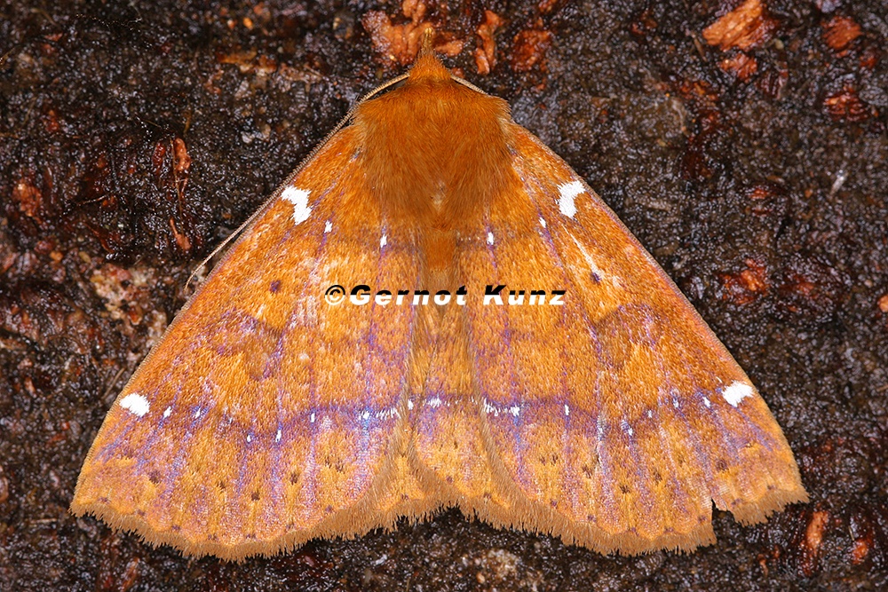 Antiblemma sp  cf   10 2