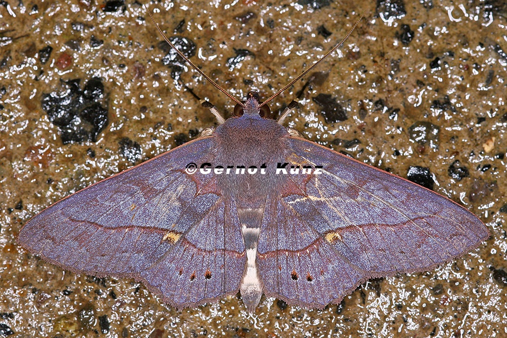 Anticarsia sp  cf  11 2