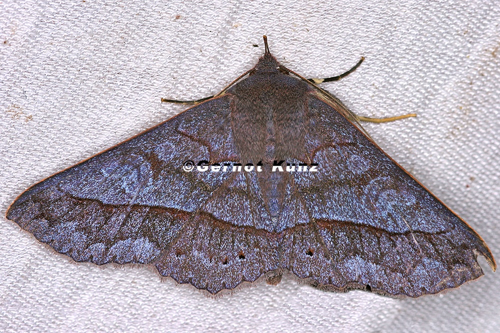 Anticarsia sp  cf  6 2