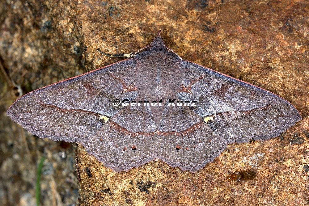 Anticarsia sp  cf  9 2
