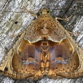 Eulepidotinae indet  cf  5 2