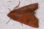 Scoliopteryginae