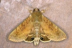 Erebidae indet  2 2