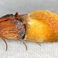 Erebidae indet  cf  31 2