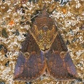 Erebidae indet  cf  32 2