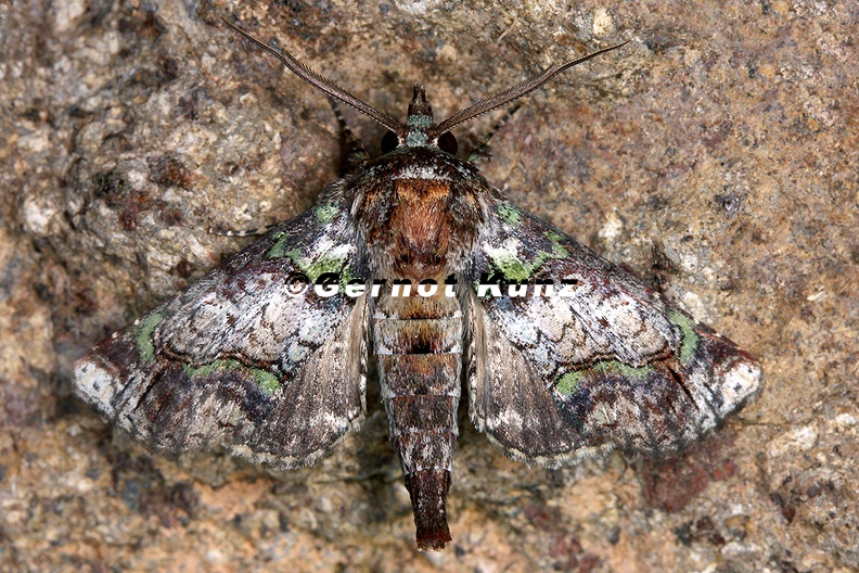 Paectes_sp__1_2.jpg