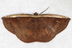 Cimicodes albicosta 2 3