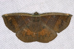 Cimicodes albicosta 3 2