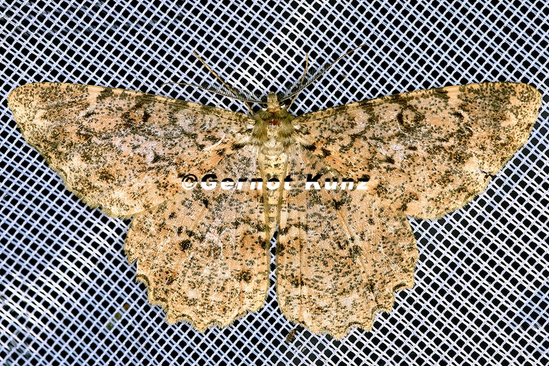Epimecis_sp___11_2.jpg