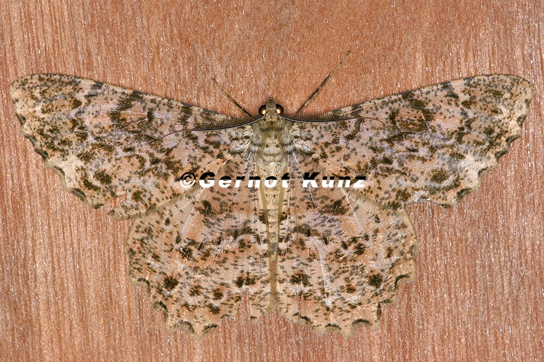 Epimecis_sp___14_2.jpg