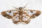 Iridopsis validaria  Geometer moth 2 2