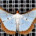 Leuciris fimbriaria  Mimosa Pearl 1 3