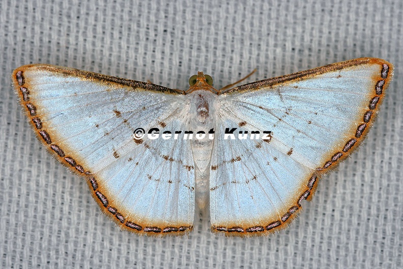 Leuciris_fimbriaria__Mimosa_Pearl_8_2.jpg