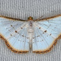 Leuciris fimbriaria  Mimosa Pearl 8 2