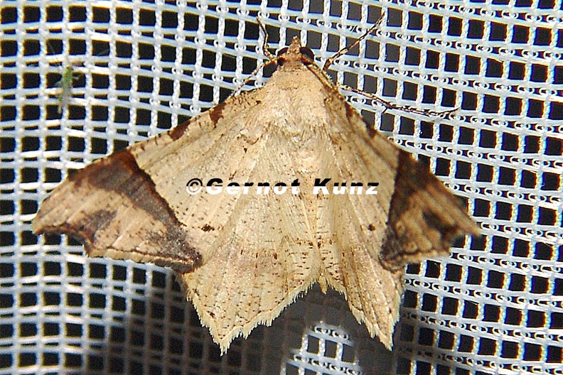 Macaria_sp__16_2.jpg