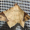 Macaria sp  16 2