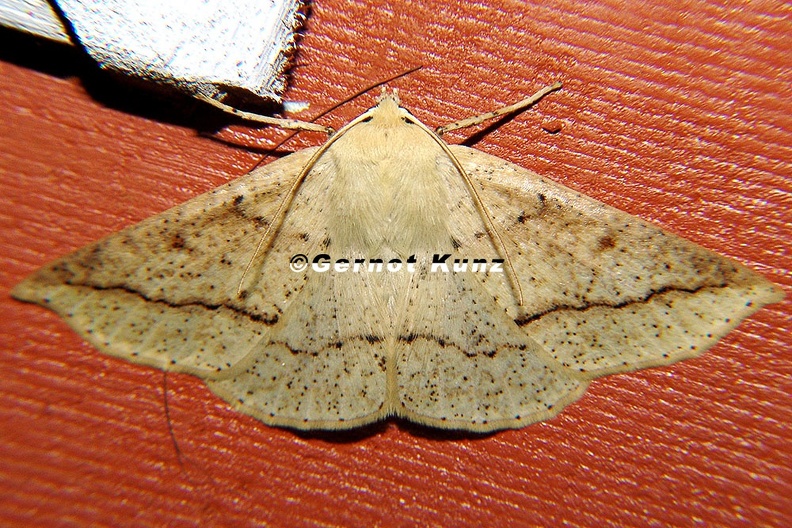 Macaria_sp__cf__4_2.jpg
