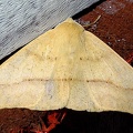Macaria sp  cf  6 2