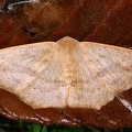 Macaria sp  cf  7 2