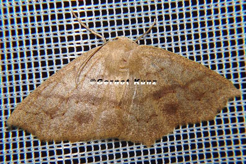 Macaria_sp__cf__8_2.jpg