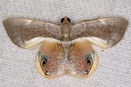 Opisthoxia phrynearia 14 2