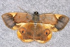 Opisthoxia sp  2 2