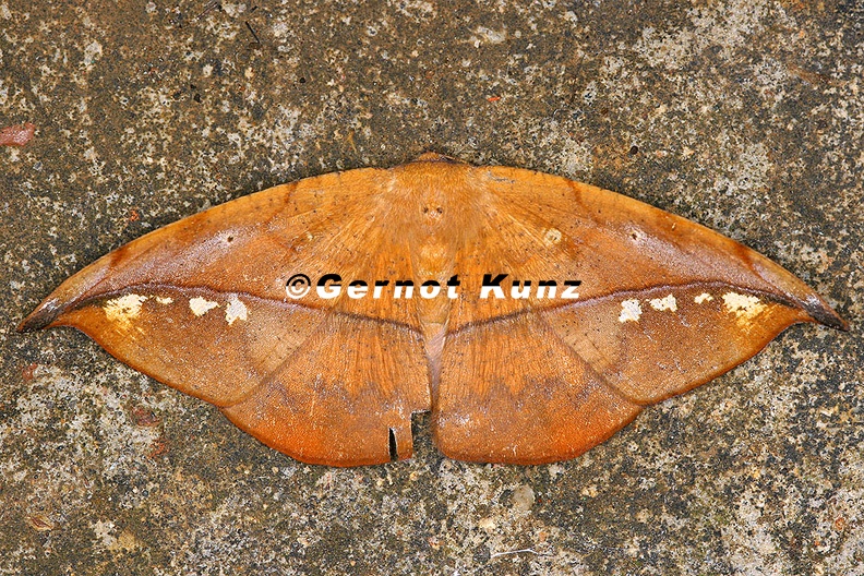 Oxydia_masthala_3_2.jpg