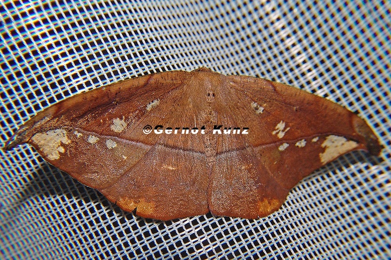 Oxydia_masthala_4_2.jpg