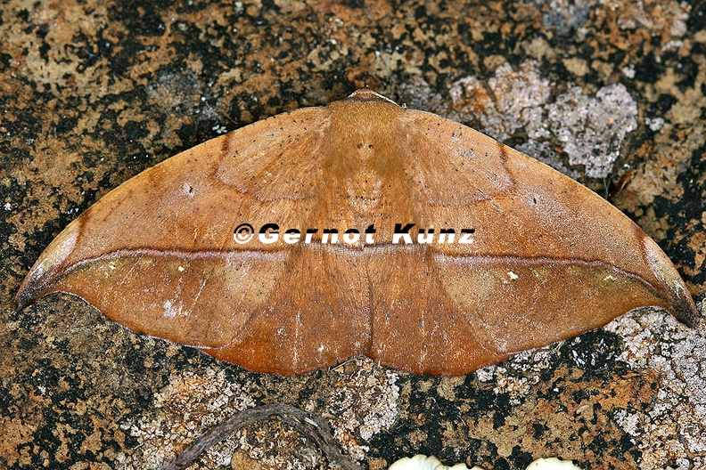 Oxydia_masthala_5_2.jpg