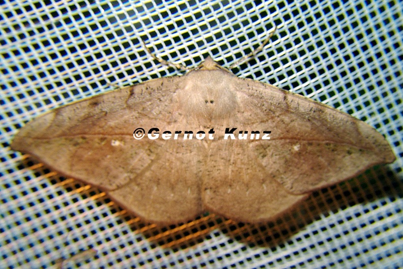 Oxydia_sp__14_2.jpg