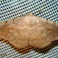 Oxydia sp  14 2