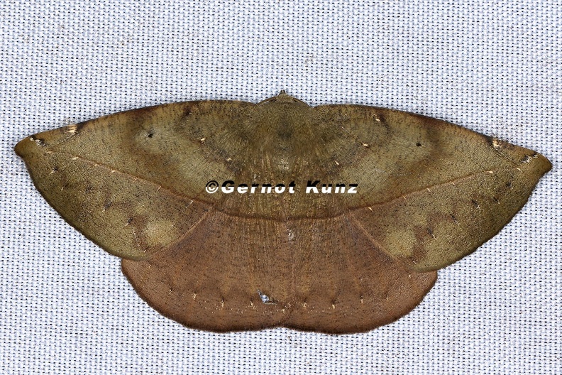 Oxydia_sp__17_2.jpg