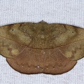 Oxydia sp  17 2
