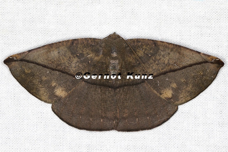 Oxydia_sp__3_2.jpg
