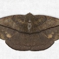 Oxydia sp  3 2