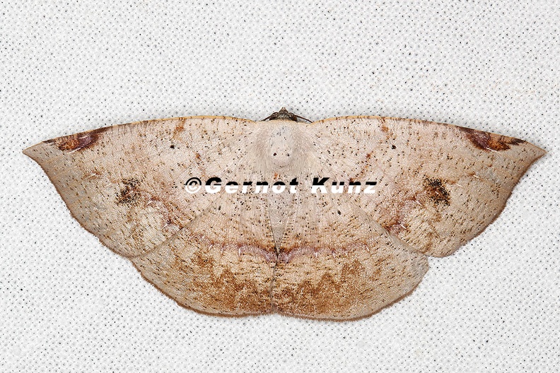 Oxydia_sp__9_2.jpg