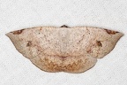 Oxydia sp  9 2