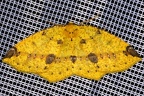 Periclina apricaria 1 2