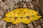Periclina apricaria 5 2