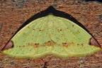 Periclina sp  2 2