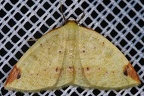 Periclina sp  4 2